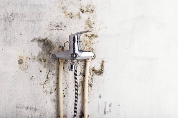 Best Mold Cleaning Services  in Saylorsburg, PA