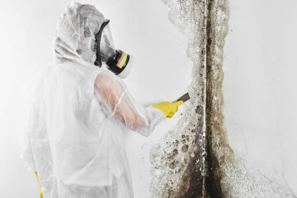 Best Mold Remediation Experts  in Saylorsburg, PA