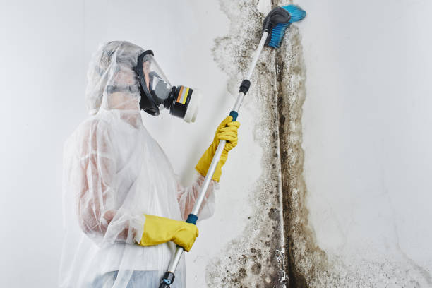 Best Local Mold Removal Service  in Saylorsburg, PA