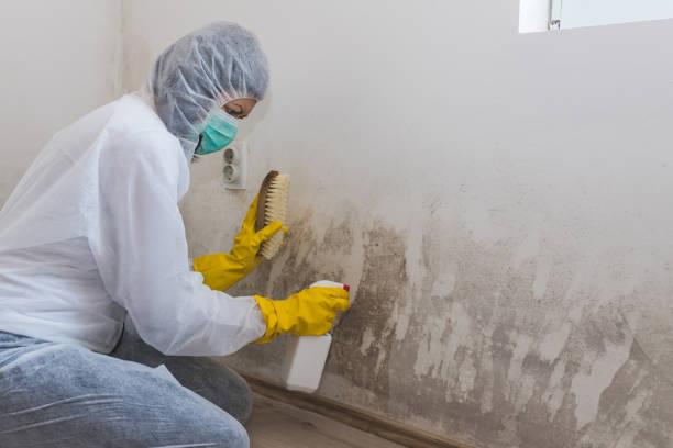 Best Best Mold Removal Companies  in Saylorsburg, PA