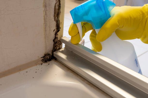 Best Residential Mold Removal  in Saylorsburg, PA