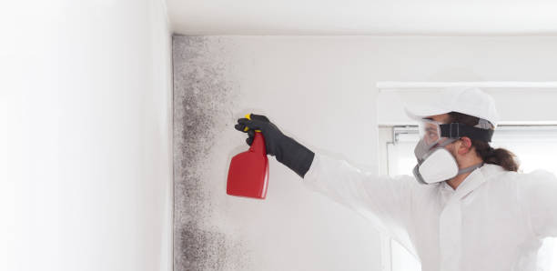 Best Black Mold Removal  in Saylorsburg, PA