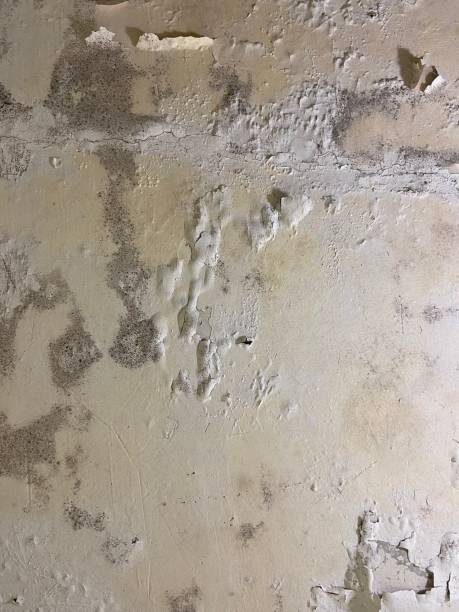 Best Mold Testing and Removal  in Saylorsburg, PA